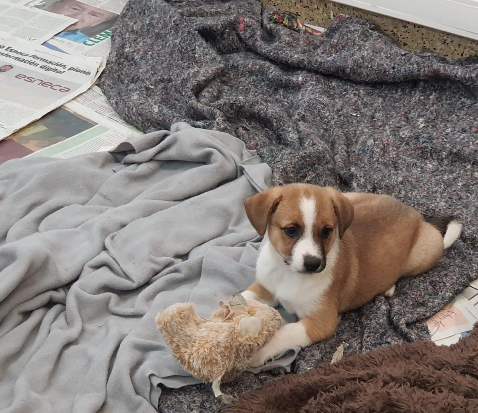 Photo provided by the CAACB of one of the dogs with our blanket.